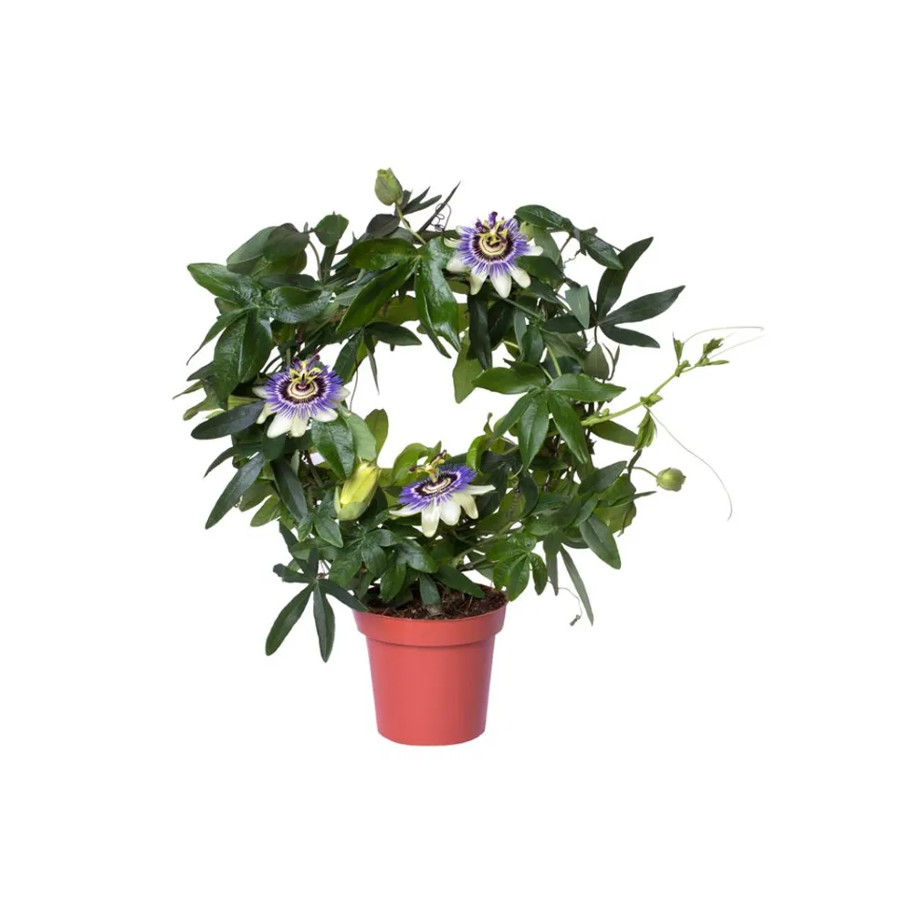 Passion-Flower-1