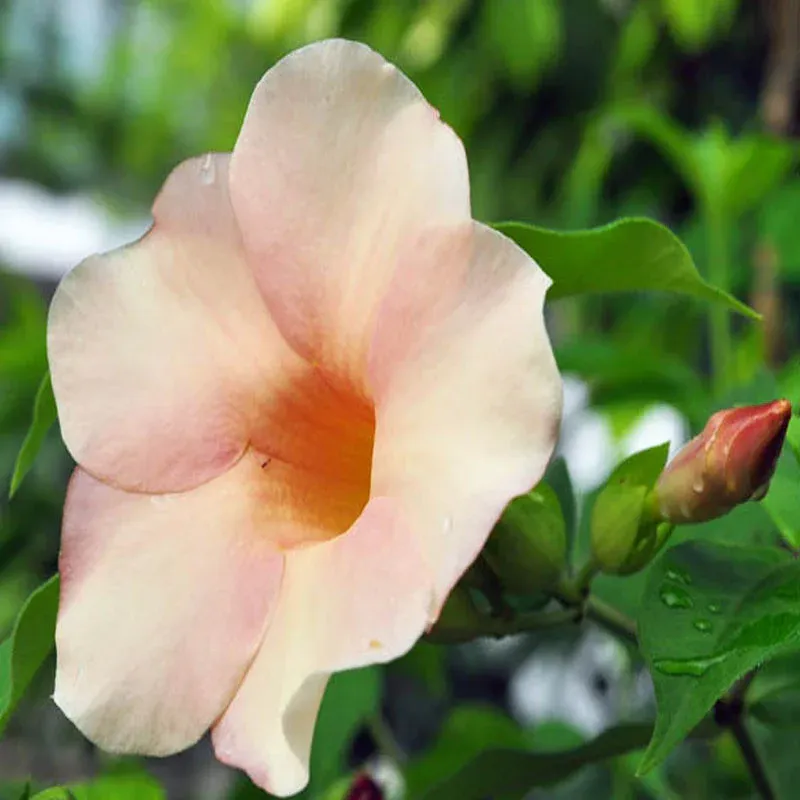 Allamanda biscuit - Image 3