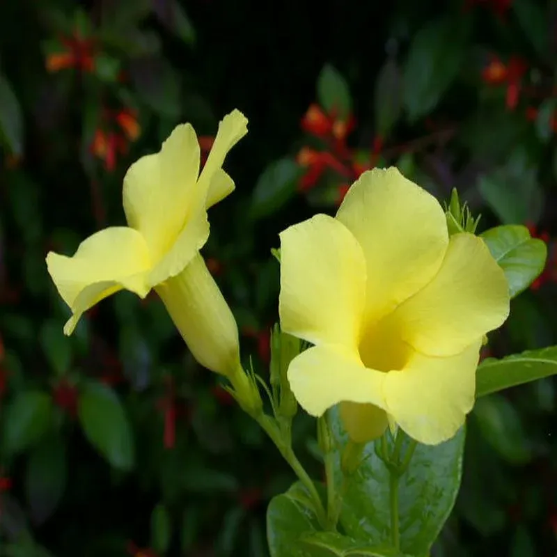 Allamanda Yellow/Wild Allamanda - Image 3