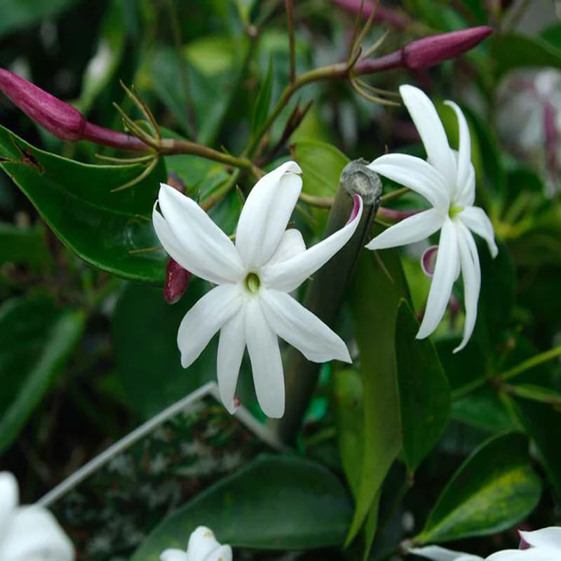 angel-wing-jasmine-2