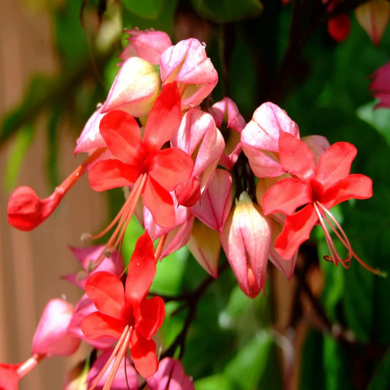 bleeding-heart-vine-red-3