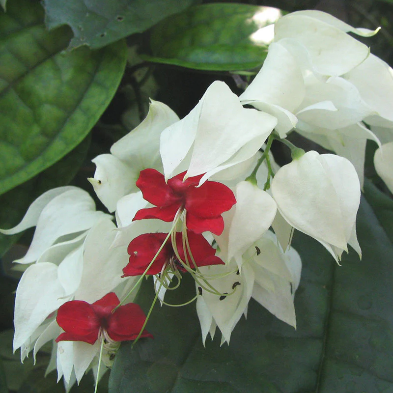 bleeding-heart-vine-white-3