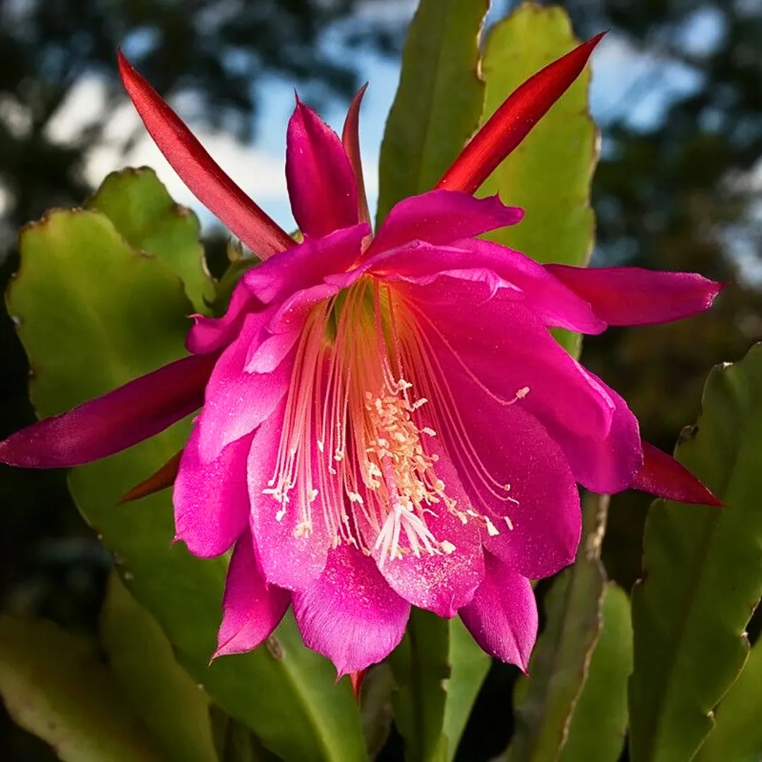 bramha-kamal-pink-2