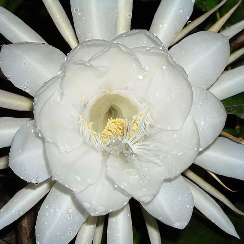 bramha-kamal-white-1