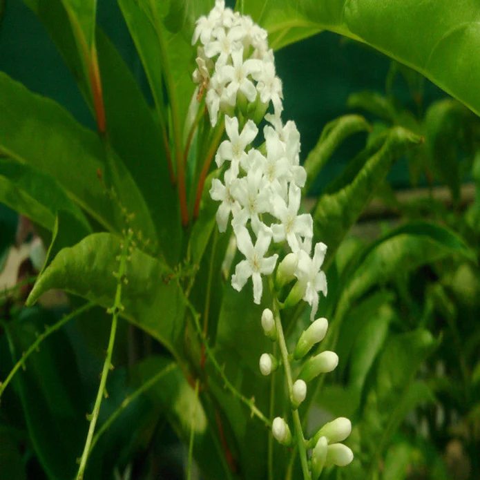 Brindhavan Champa / Fiddlewood Tree - Image 6