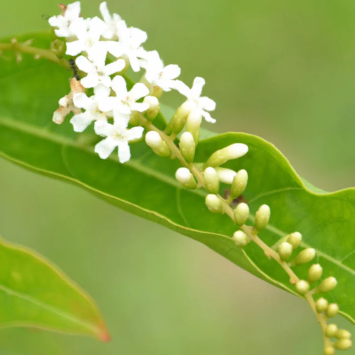 Brindhavan Champa / Fiddlewood Tree - Image 5