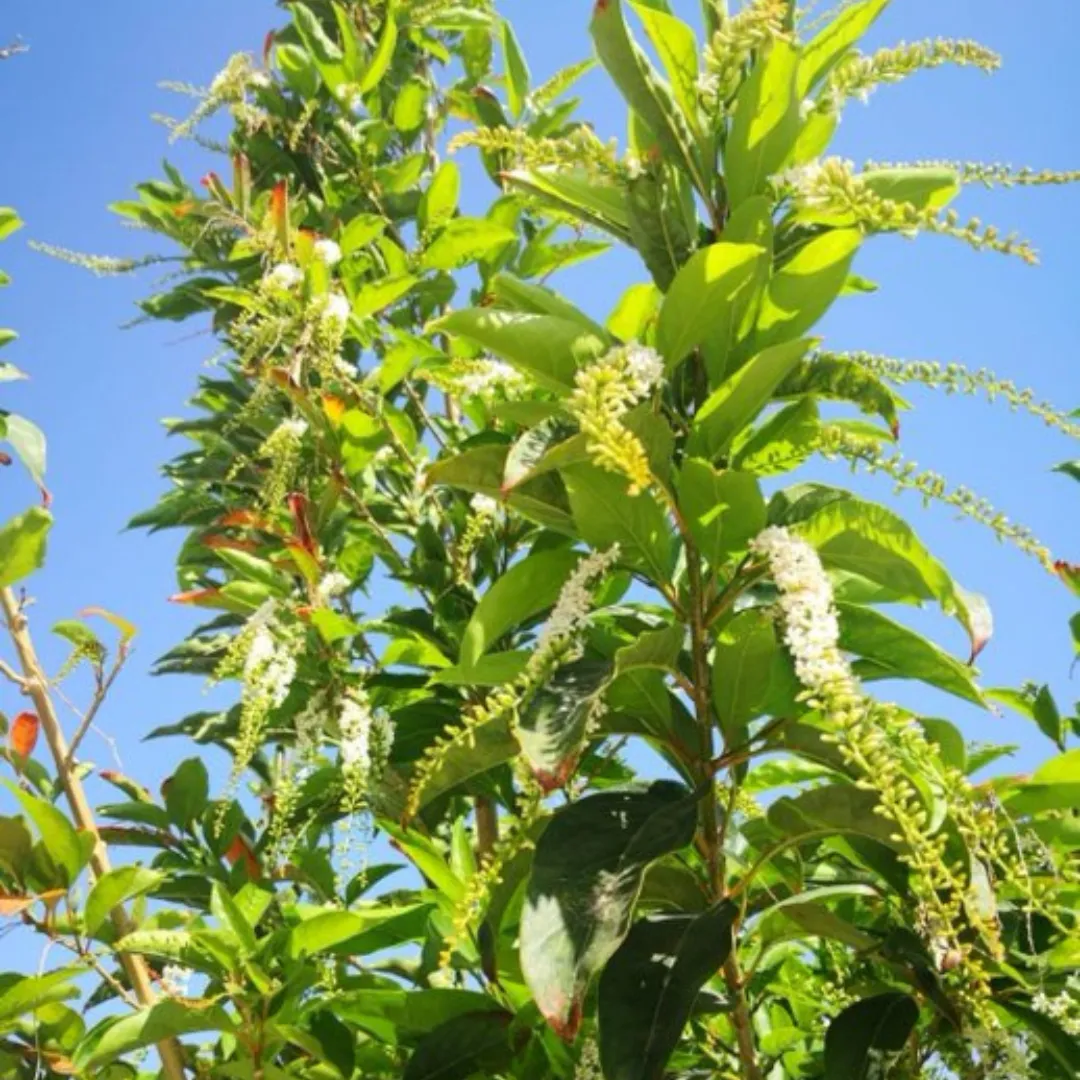 Brindhavan Champa / Fiddlewood Tree - Image 4