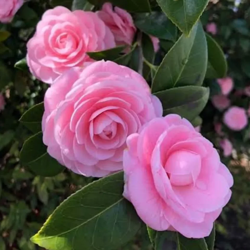 camelia-pink-1