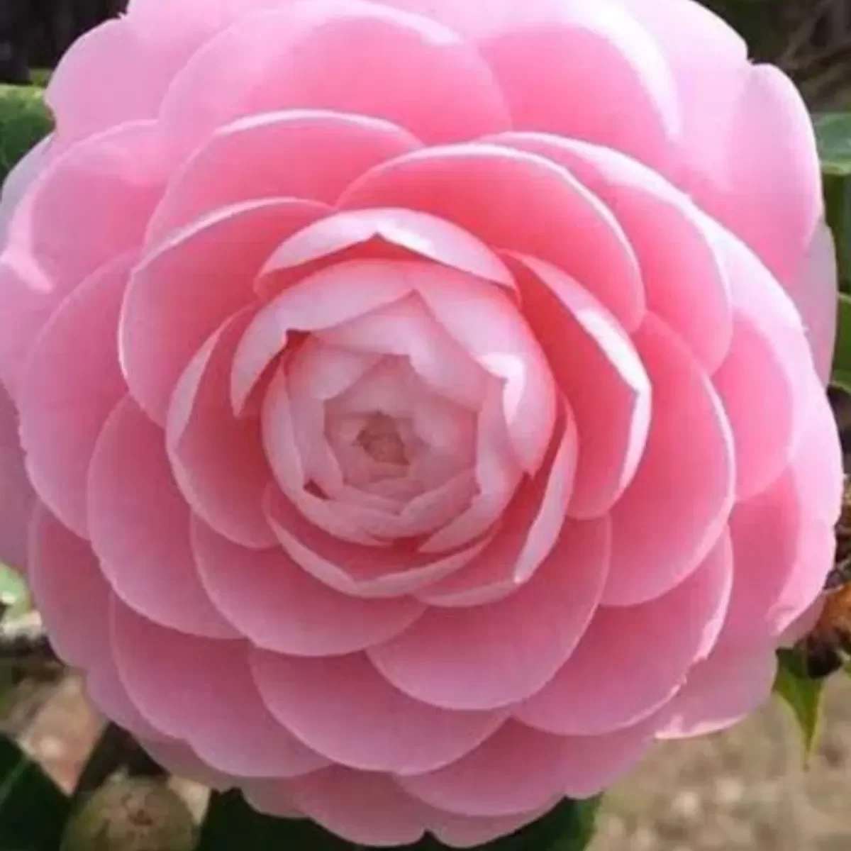 Camellia pink Plant - Image 3