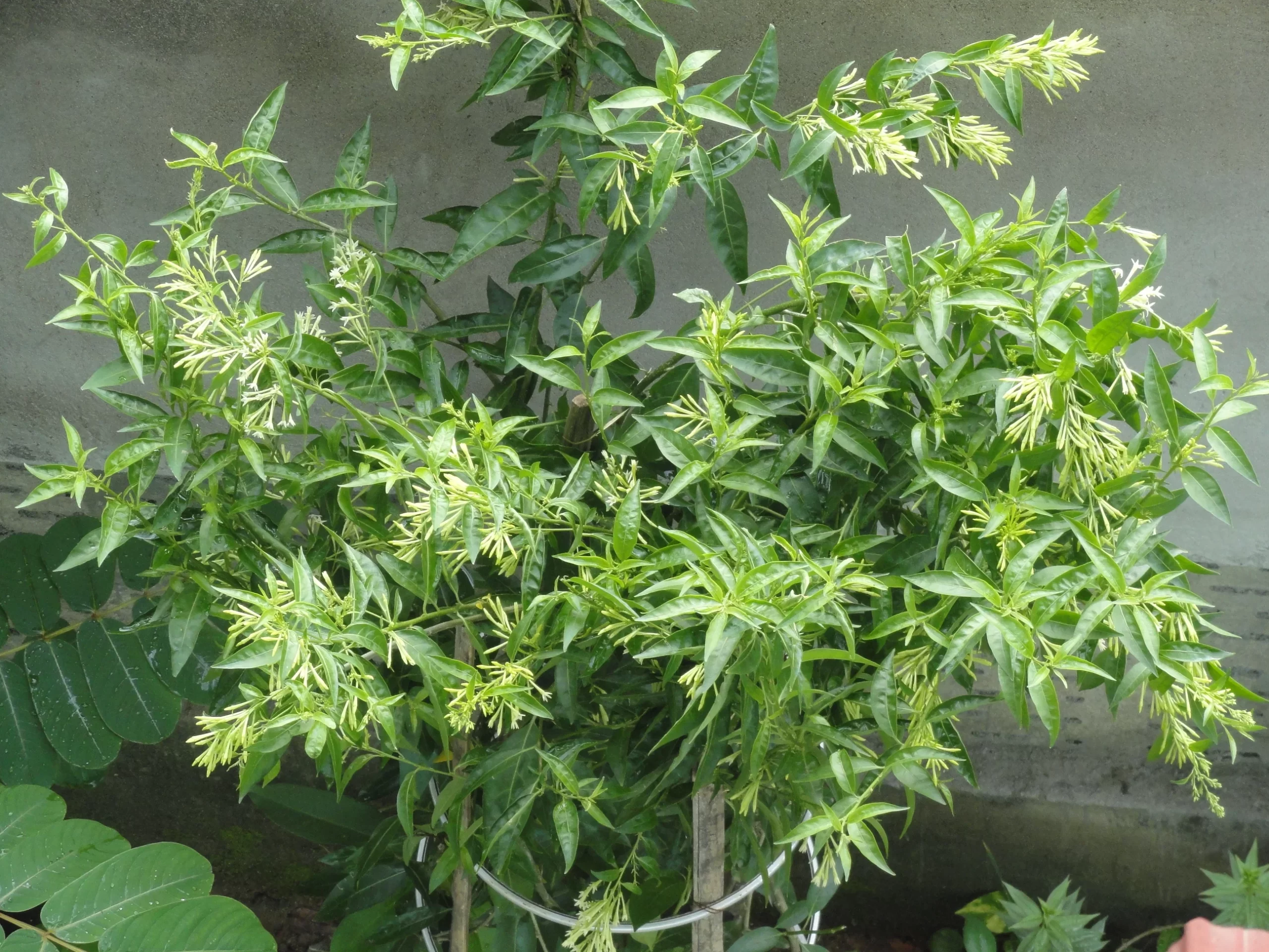cestrum-nocturnum-raat-ki-rani-white-2