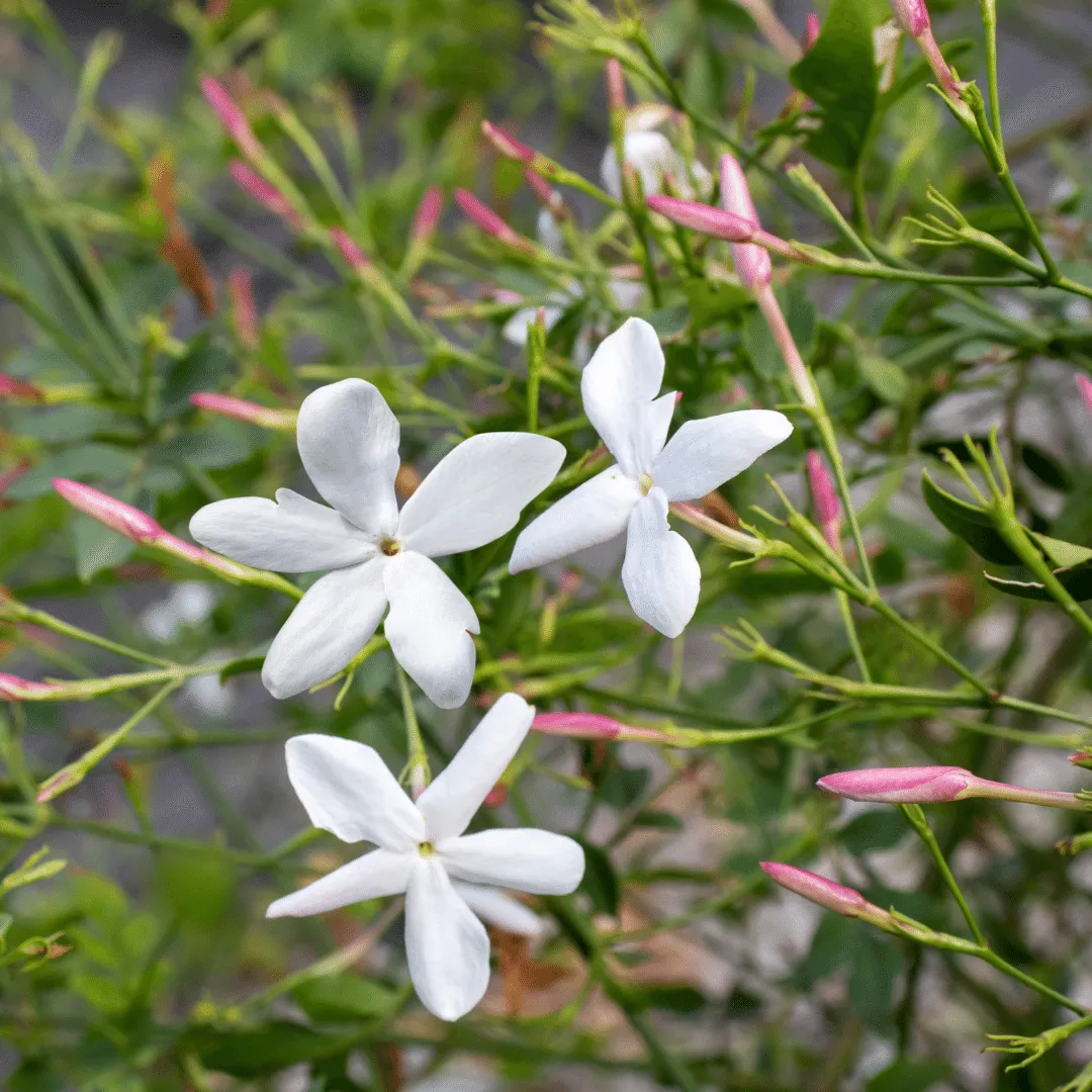 chameli-jasminum-2