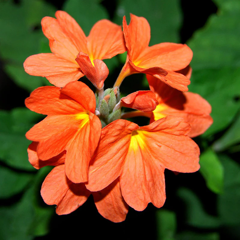 cossandra-soundarya