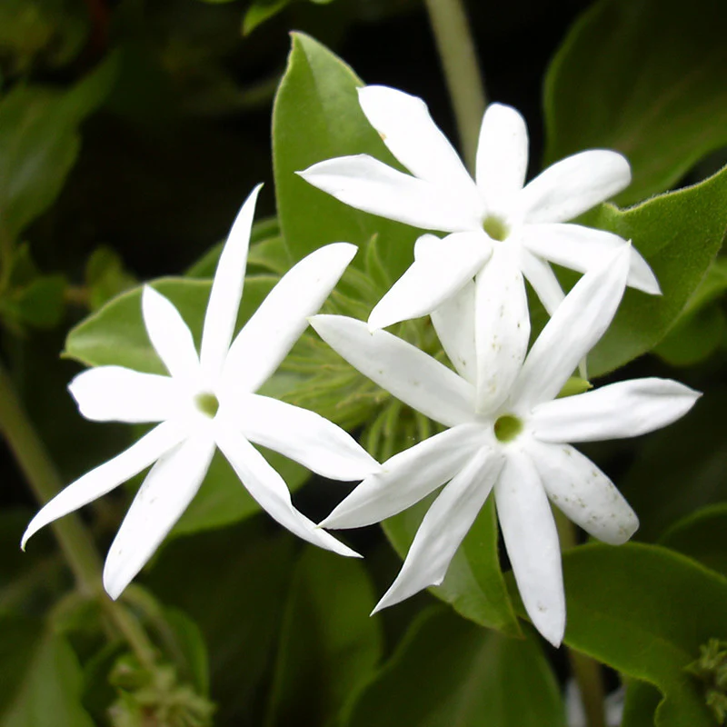 downy-jasmine-or-kagada-1
