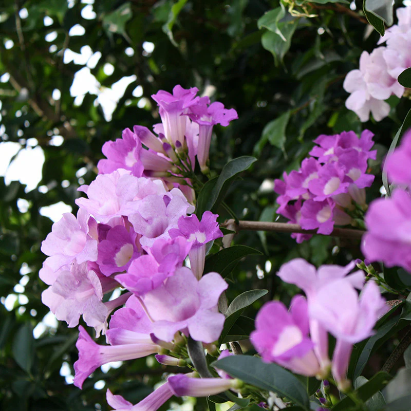 garlic-vine-4