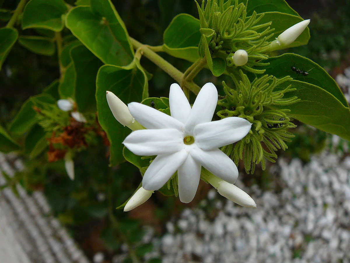 juhi-jasminum-auriculatum-multi-2