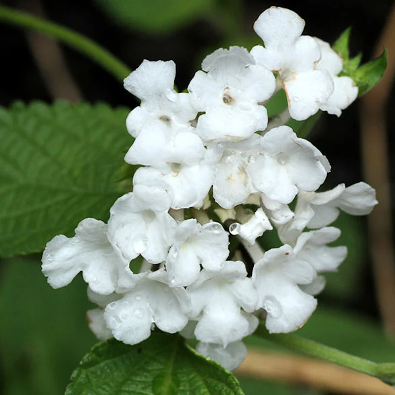 lantana-white-1