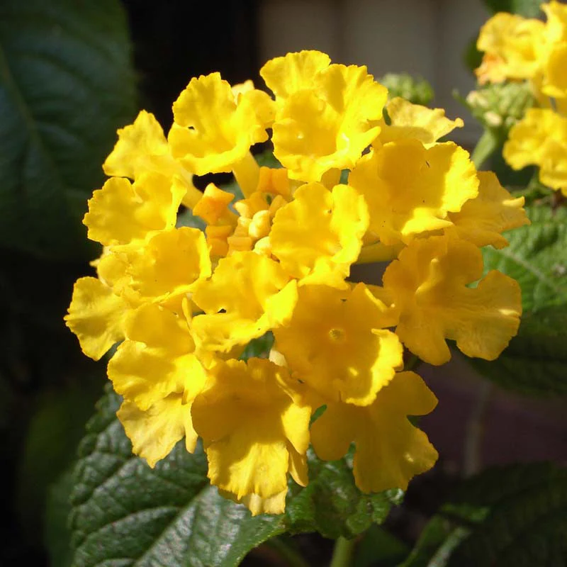 lantana-yellow-2