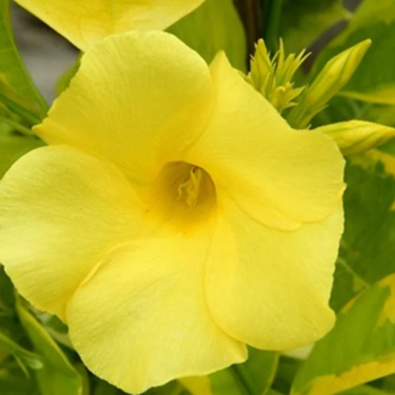 mandevilla-yellow-variegata-1