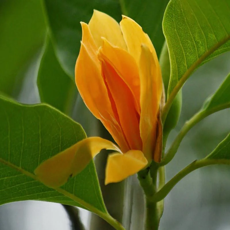 michelia-champa-1