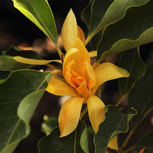 michelia-champa-2