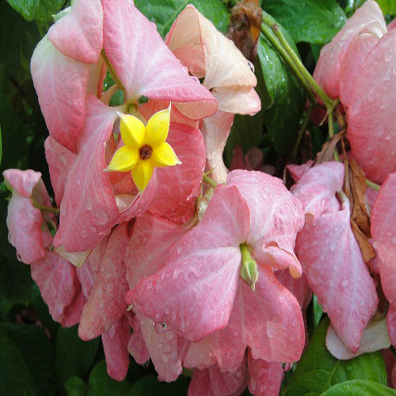 mussaenda-pink-1