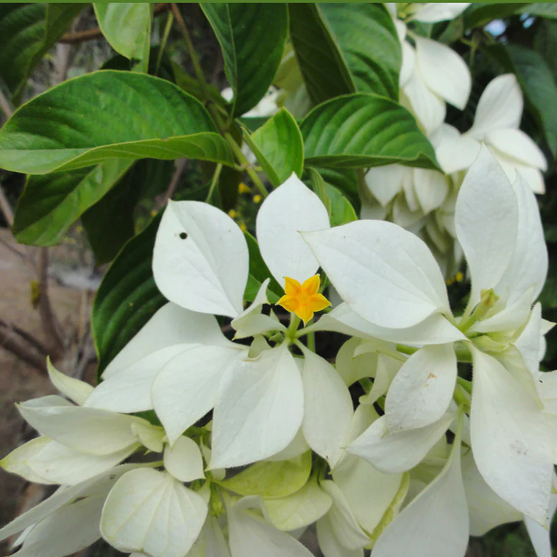 mussaenda-white-2