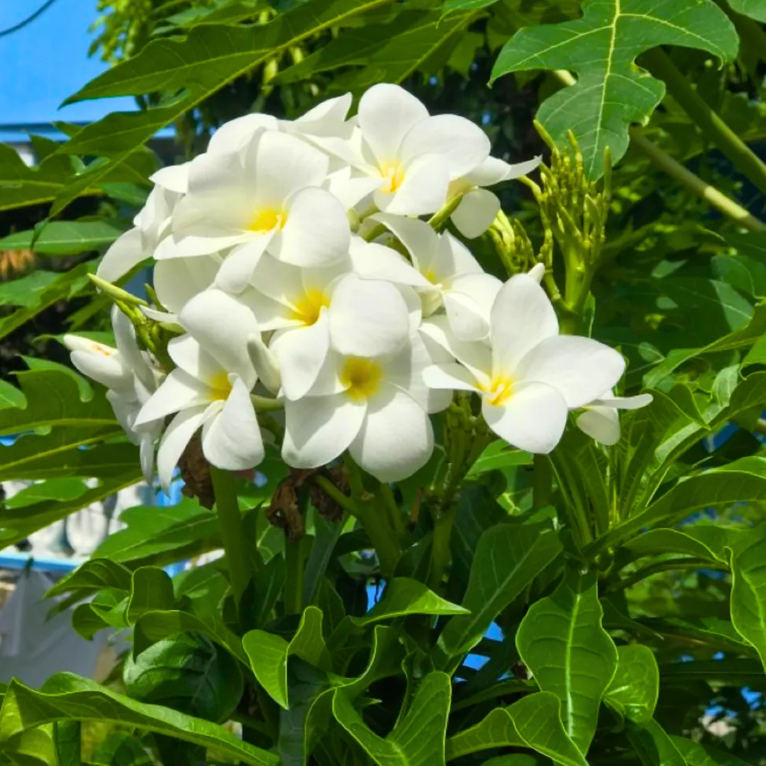 nag-champa-plumeria-pudica-white-2