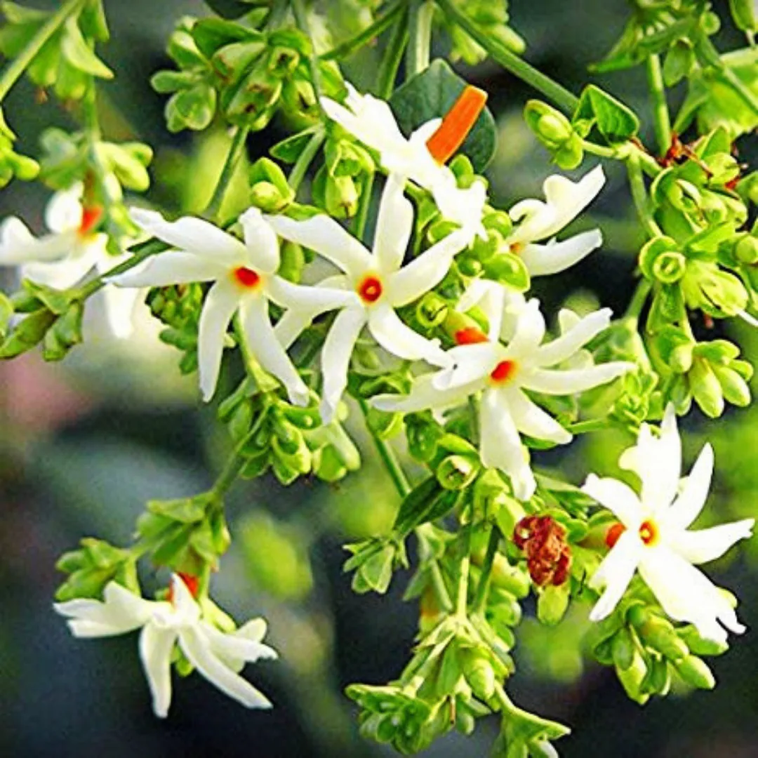 nyctanthes-parijat-siuli-mini-1