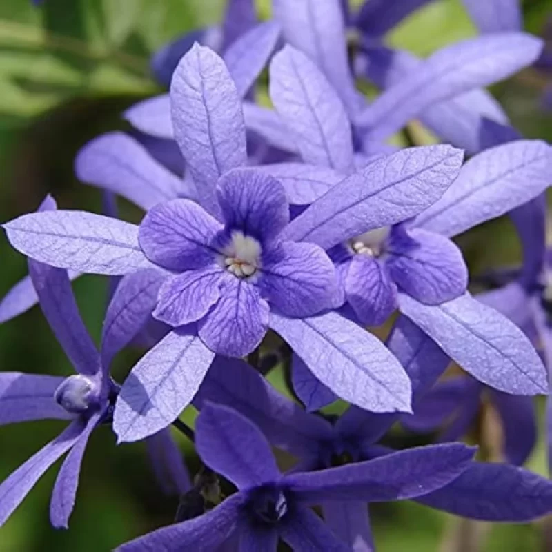 petrea-volubilis-nilmonilata-2