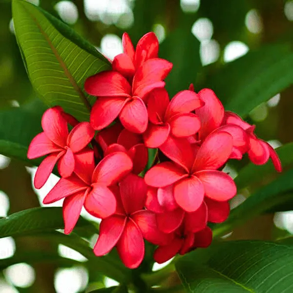 red-champa-Plumeria-1