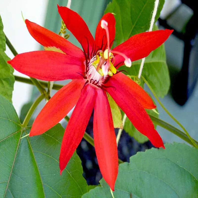 scarlet-passion-flower-red-1