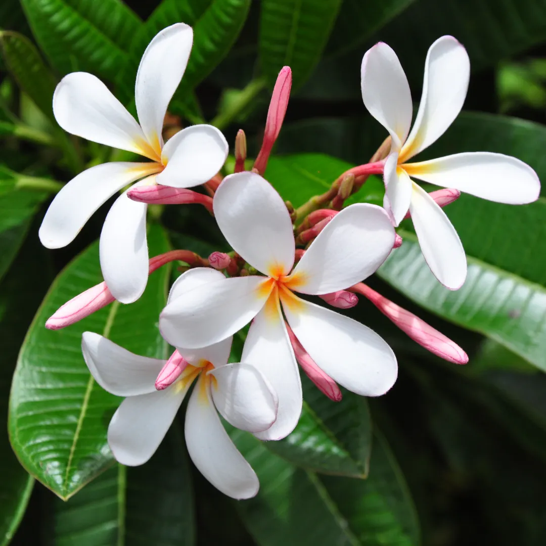 singapore-dwarf-champa-plumeria-pink-and-white-shade-3