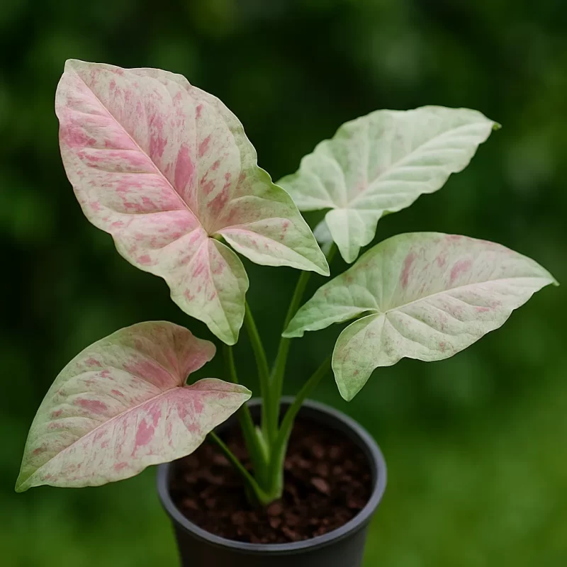 Syngonium Confetti Sapling - Image 3