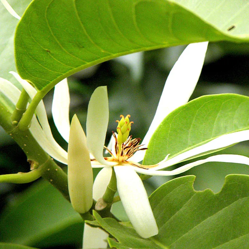 white-champa-1