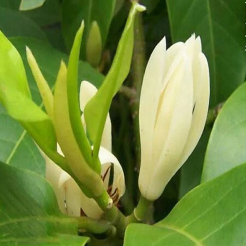 white-champa-3