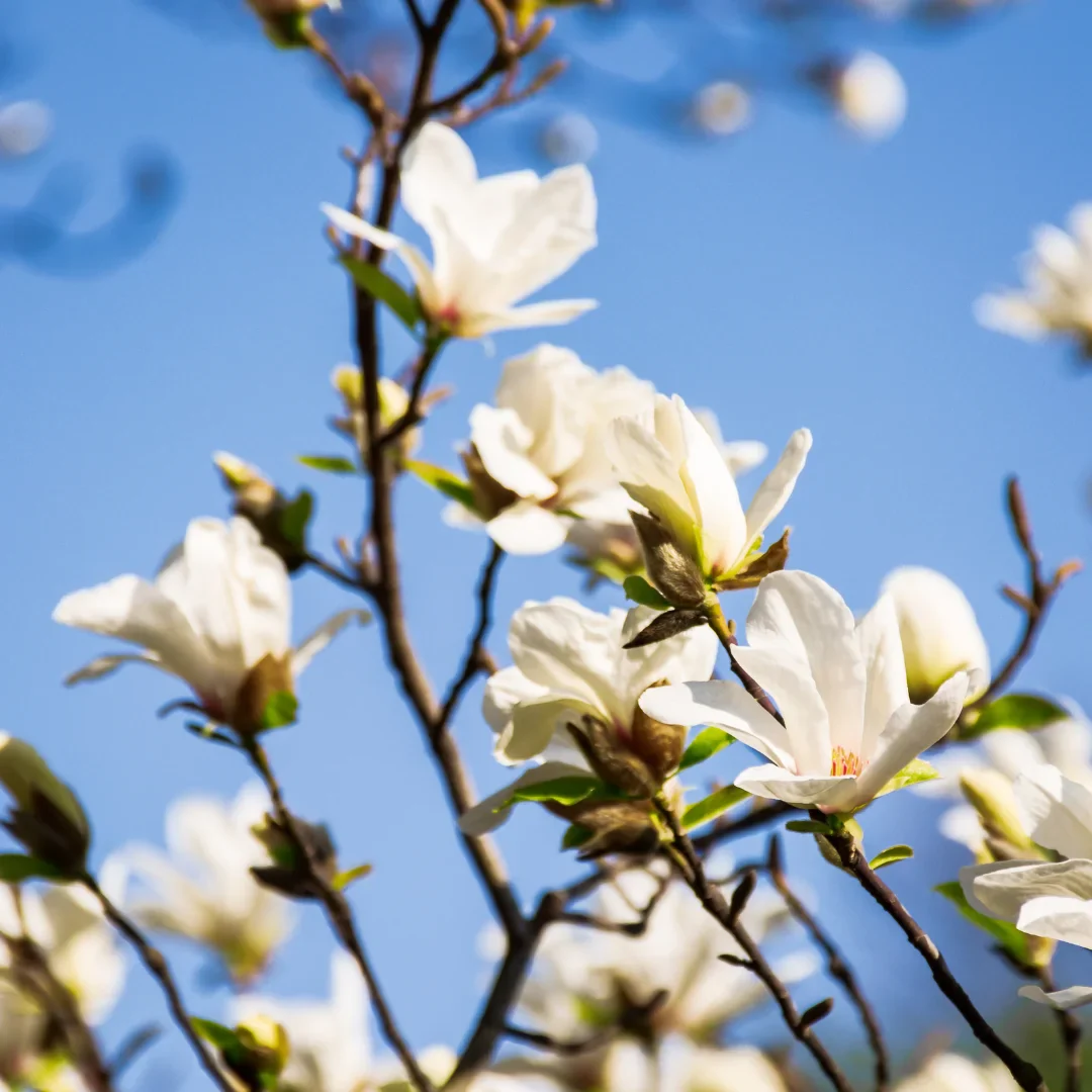white-magnolia-grandiflora-him-champa-1